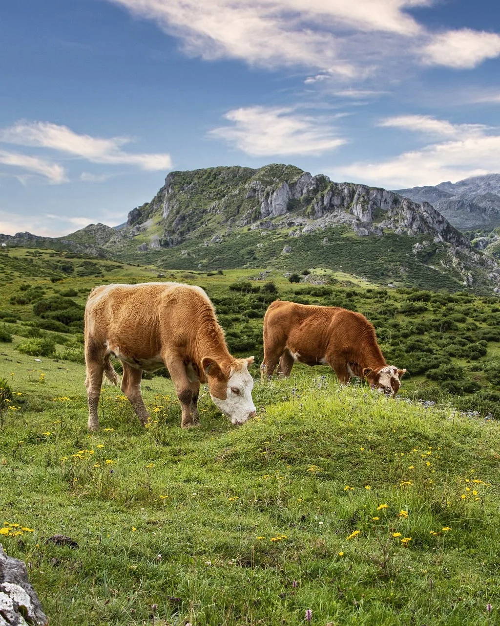 El impacto medioambiental del consumo de carne